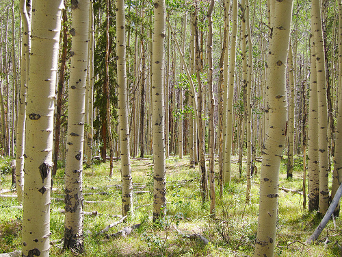 Trembling Aspen Thicket