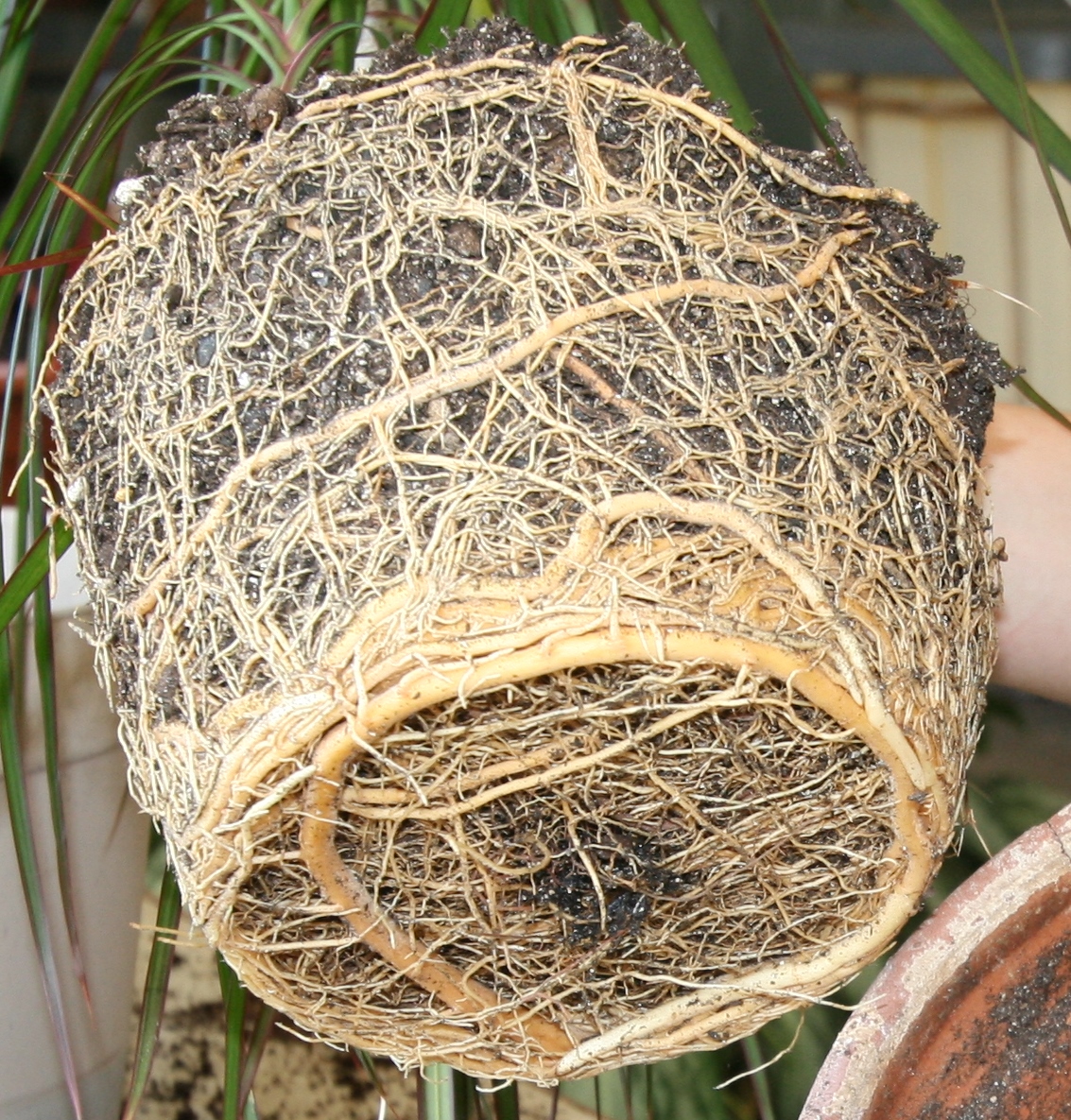 An example of girdling roots on a plant when left to grow in a pot too long.