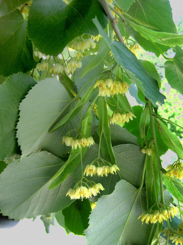 © 2009 Virens (Latin for greening)-Basswood Flower-flickr creative commons