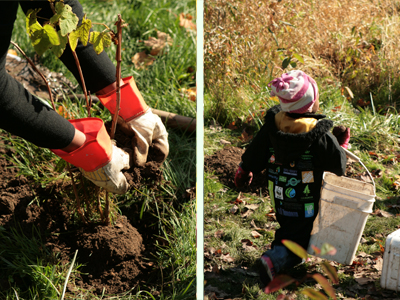 Tree planting