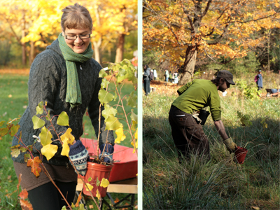 Stewardship of the urban forest