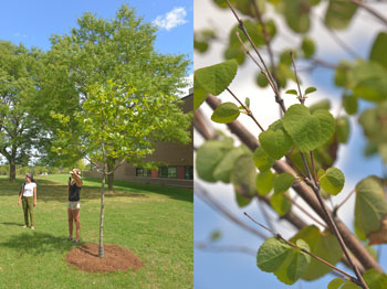 LEFT: Tour stop lead by Jess. RIGHT: Japanese katsura leaves