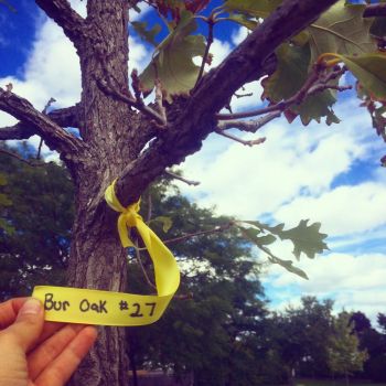 The trees, like this Bur Oak, were identified with nametags
