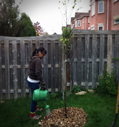 Sarah watering a newly planted tree in York Region