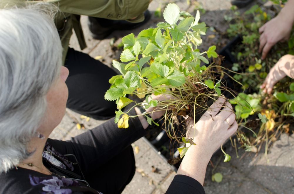Planting wild strawberry
