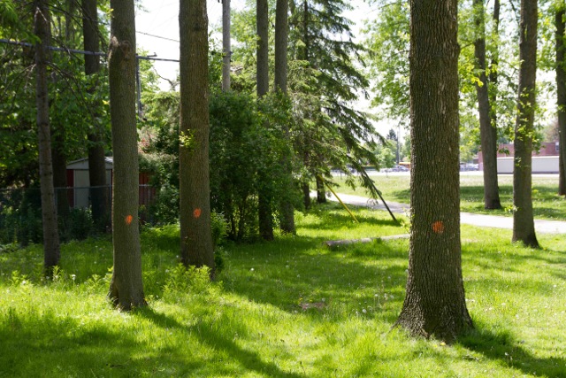 Ash trees marked for removal