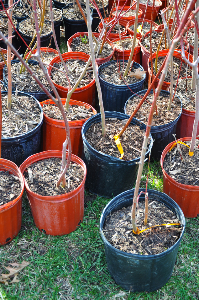 Trees and shrubs for Earth Day