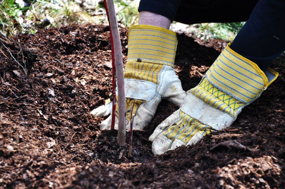 Applying the mulch in donuts