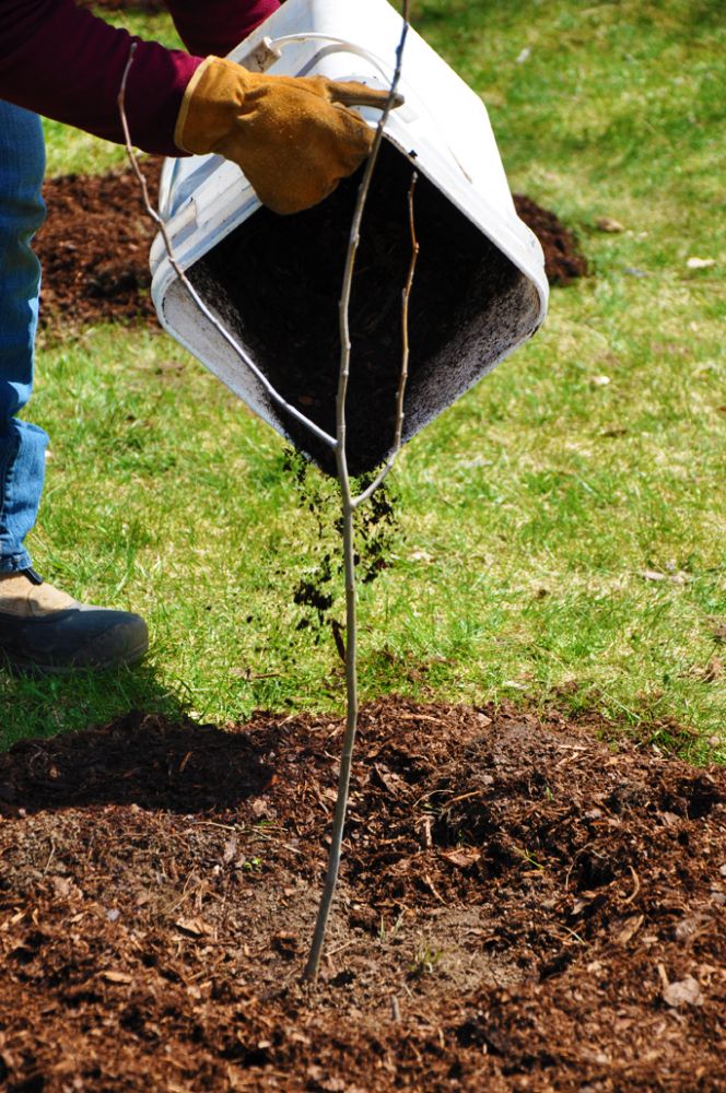 Mulching trees