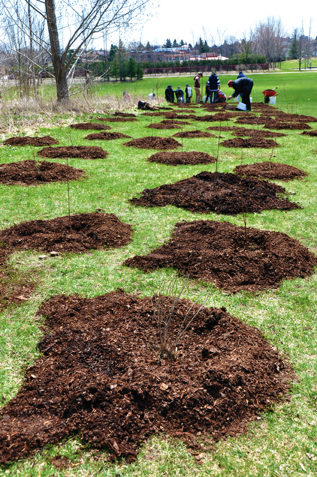 Planted, watered, mulched!