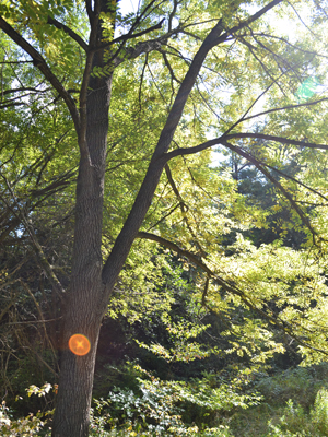 Honey Locust