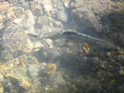 Salmon up the river