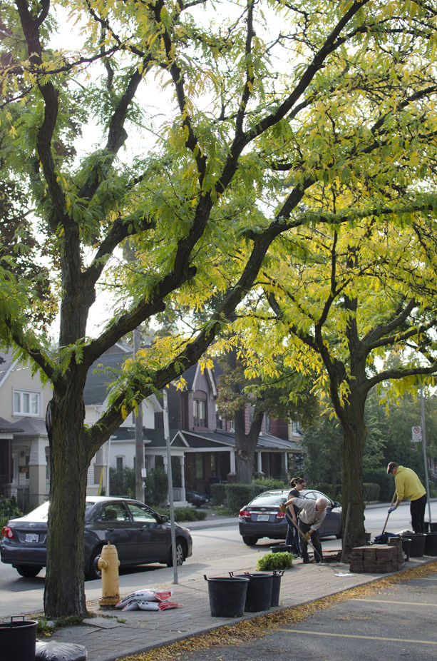 Honey Locust