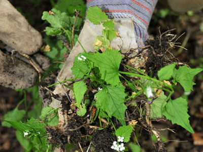 Garlic Mustard Pull