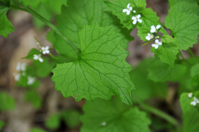 Garlic Mustard