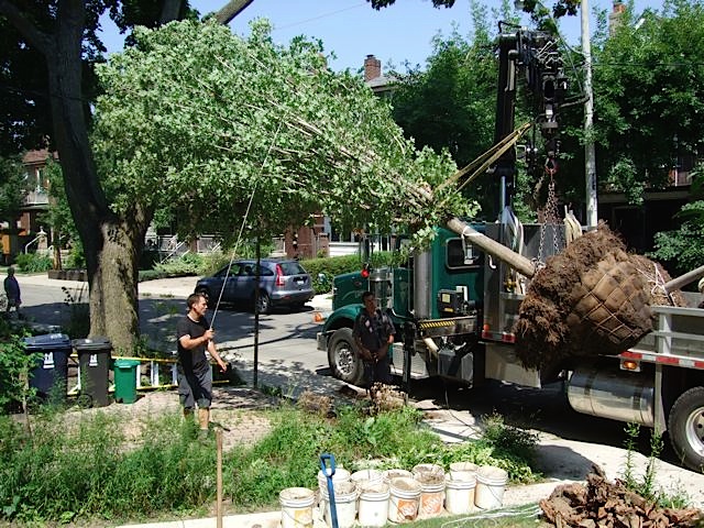 Planting Large-Caliper Trees