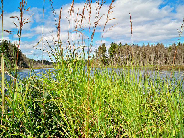 Ducks Unlimited Pond