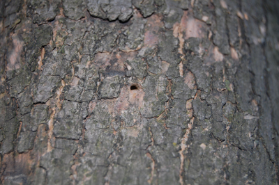 D-shaped exit hole Emerald Ash Borer