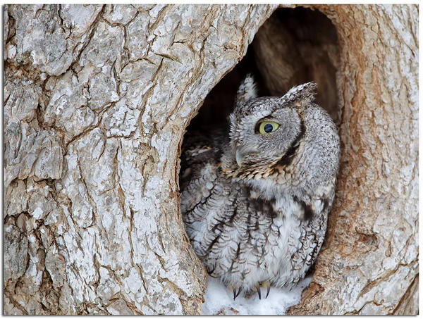 Eastern Screech Owl