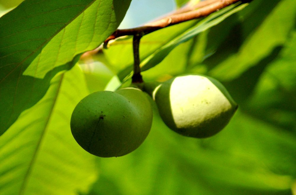 paw paw tree
