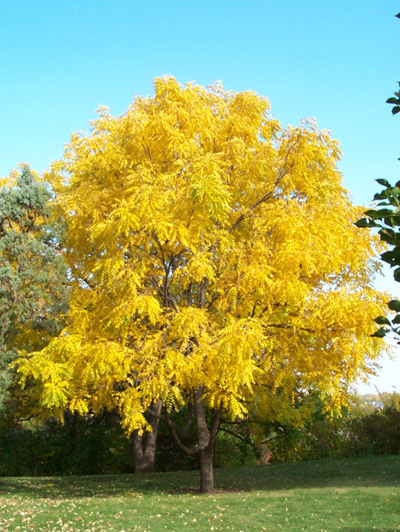 black walnut