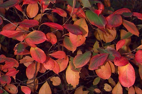 black chokeberry fall colour