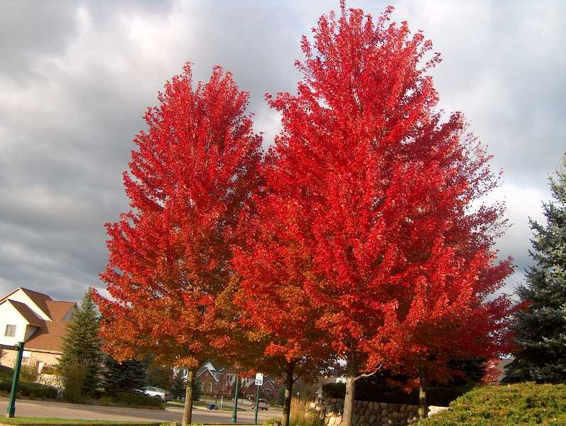 Freeman maple