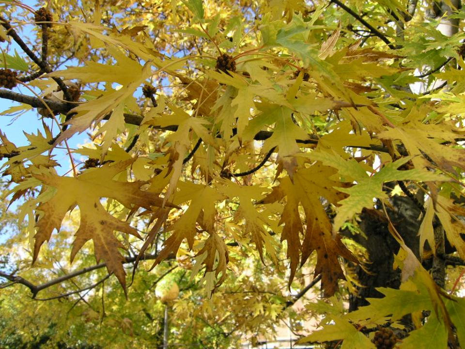 Silver Maple Fall