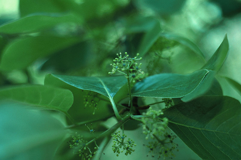 2009 Charles T Bryson / wikicommons Blackgum Flower