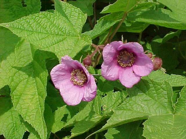 Purple Flowering Raspberry