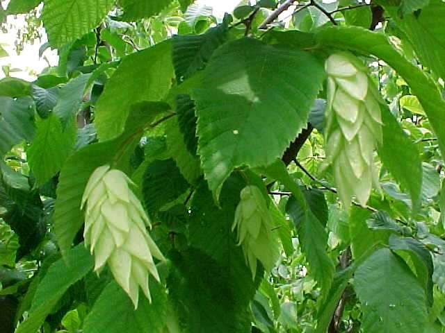 Ironwood flower