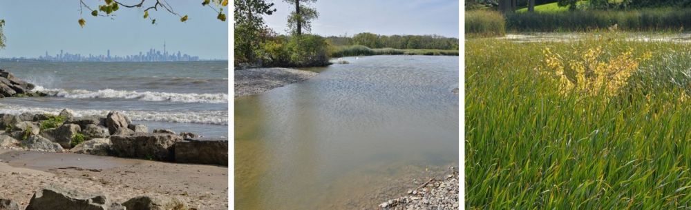 Rattray Marsh Conservation Area