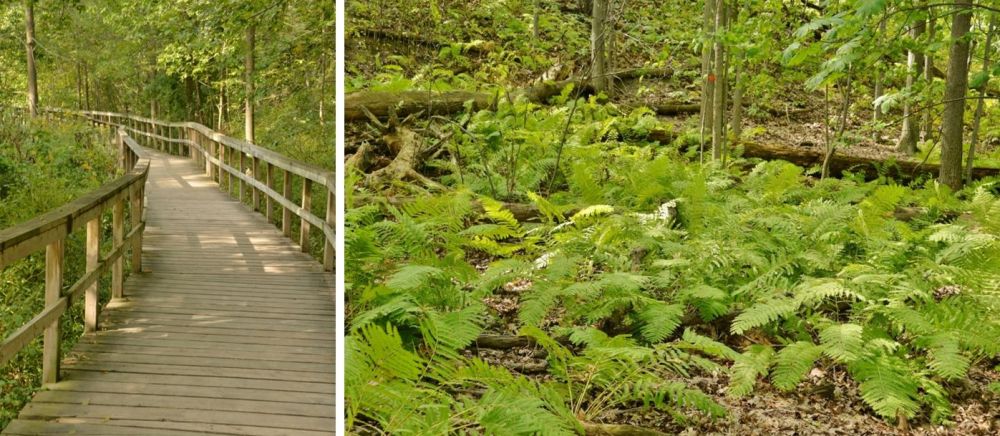 Boardwalk and Fern Covered Forest Floor