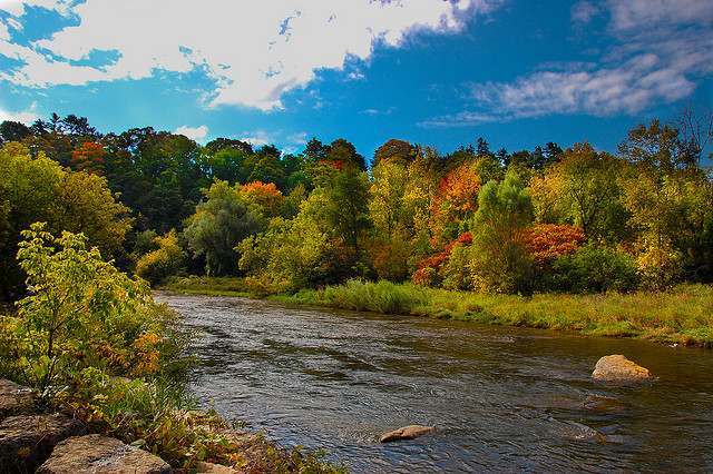 Forest River 