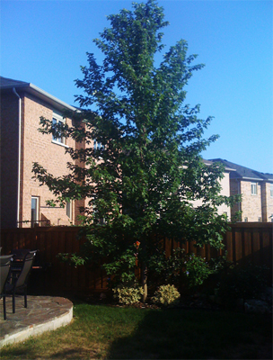 Freeman Maple