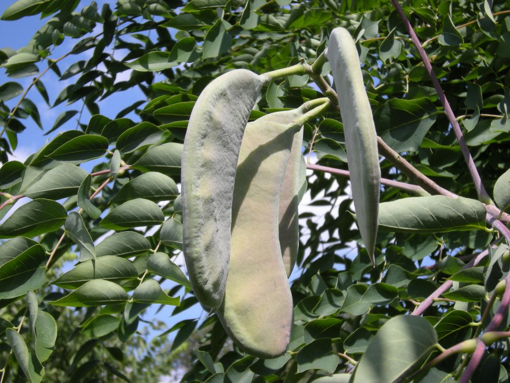 Kentucky coffee tree
