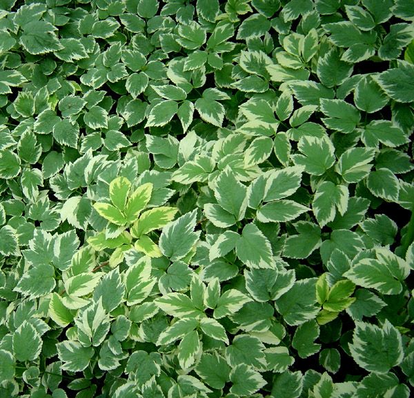 Goutweed