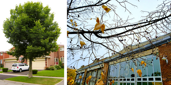 Left: Hackberry tree, a native species important for birds. Right: Hackberry fruit that remains on branches through fall and into winter. 