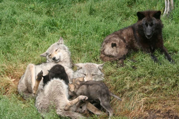 Wolf pack in Haliburton Forest