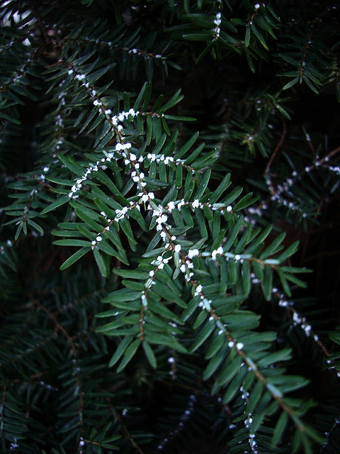 Hemlock