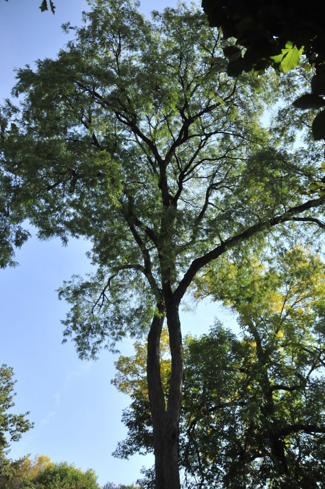 Heritage Honey Locust tree