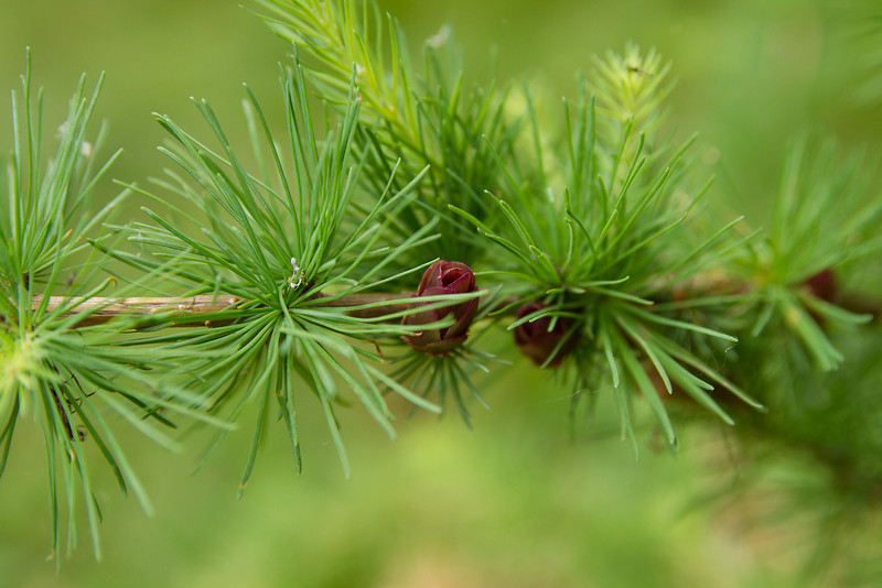 Tamarack: The unsolved mystery tree | LEAF | Local Enhancement &  Appreciation of Forests