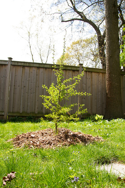 Young tamarack tree