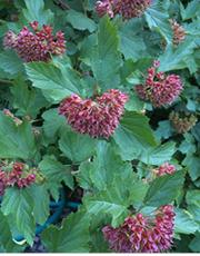 Common ninebark