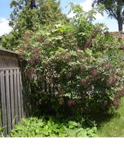 Elderberry