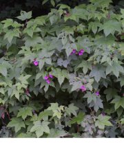 Purple flowering raspberry