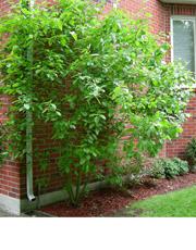 Red-osier dogwood