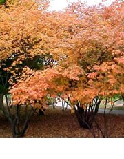 Smooth serviceberry
