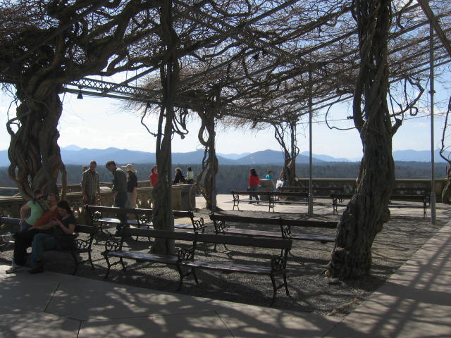 Asheville Urban Forest