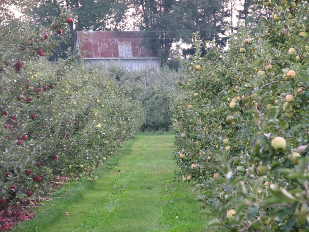 Apple orchard